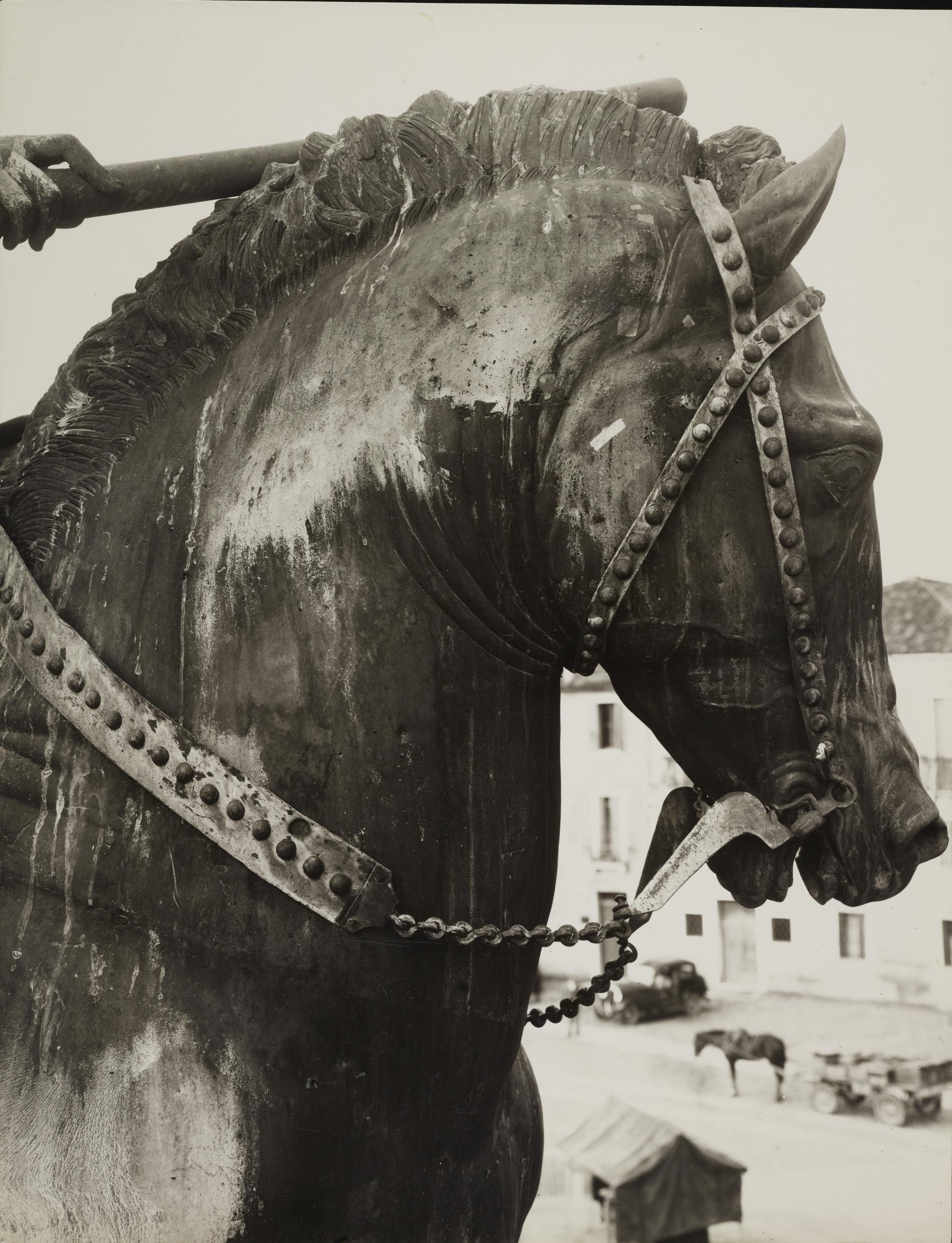 Gino Malenotti, Padova - Monumento equestre al Gattamelata, testa del cavallo, profilo destro, gelatina ai sali d'argento, MPI6073262