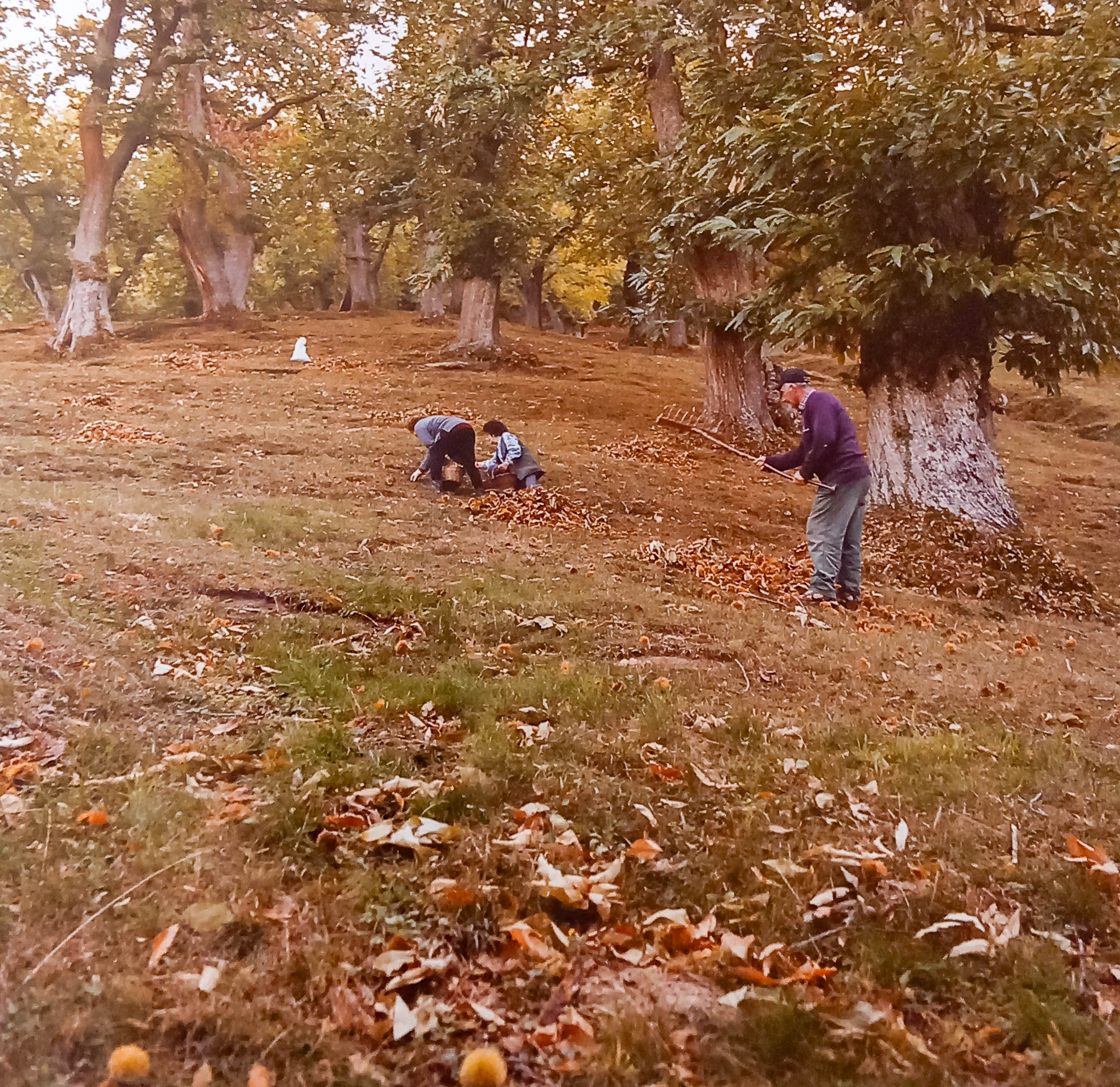 Autore sconosciuto, Raccolta marroni nel Podere del Salto, anni '80 del Novecento, fotografia analogica, 10x15 cm