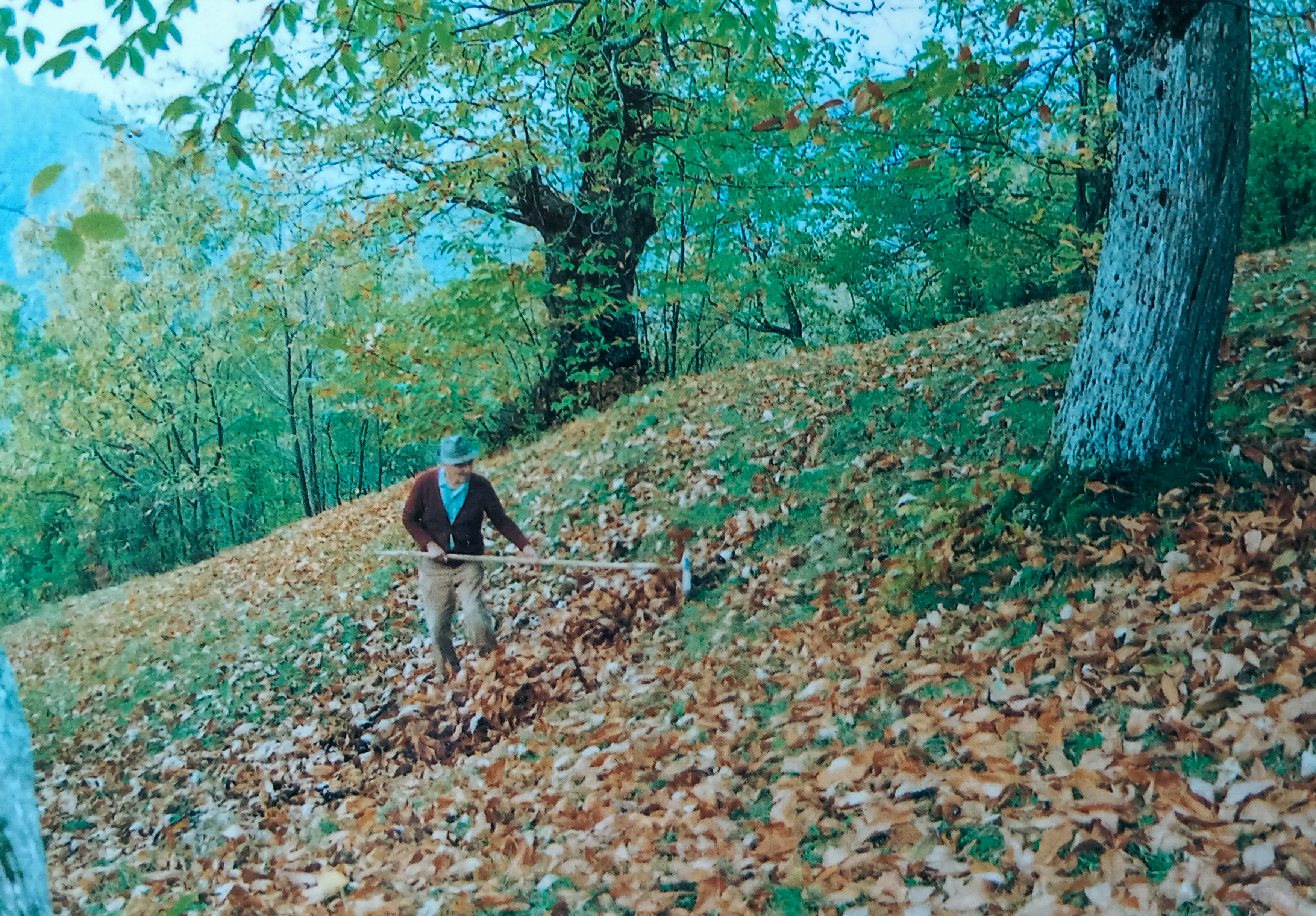 Autore sconosciuto, Rastrellamento delle foglie di castagno per recuperare i frutti, anni '80 del Novecento, fotografia analogica, 10x15 cm